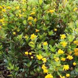 Барбарис Тунберга Индиан Саммер (Berberis thunbergii 'Indian Summer')