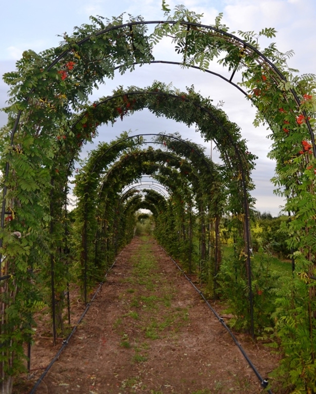 Рябина обыкновенная (Sorbus aucuparia)