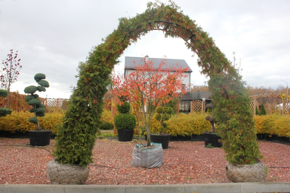 Туя западная Брабант (Thuja occidentalis 'Brabant')