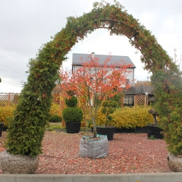 Туя западная Брабант (Thuja occidentalis 'Brabant')