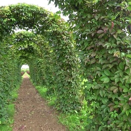 Виноград девичий (Parthenocissus quinquefolia)