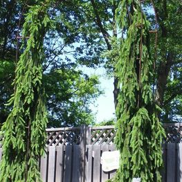 Ель обыкновенная Инверса (Picea abies 'Inversa')