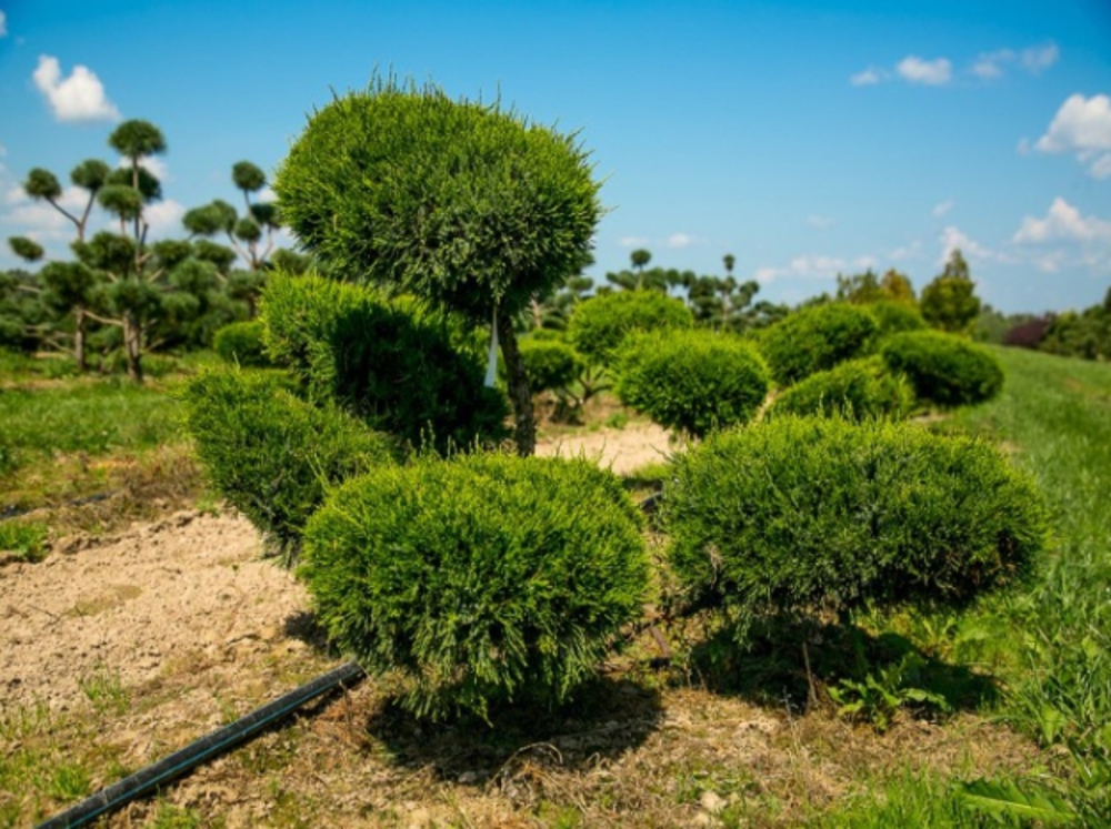 Можжевельник средний Минт Джулеп (Juniperus × pfitzeriana 'Mint Julep')