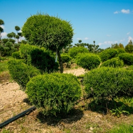 Можжевельник средний Минт Джулеп (Juniperus × pfitzeriana 'Mint Julep')