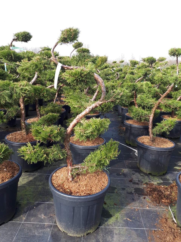 Можжевельник средний Пфитцериана Ауреа (Juniperus × pfitzeriana 'Pfitzeriana Aurea')