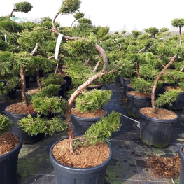 Можжевельник средний Пфитцериана Ауреа (Juniperus × pfitzeriana 'Pfitzeriana Aurea')