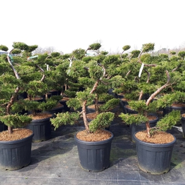 Можжевельник средний Пфитцериана Ауреа (Juniperus × pfitzeriana 'Pfitzeriana Aurea')