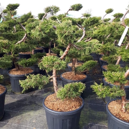 Можжевельник средний Пфитцериана Ауреа (Juniperus × pfitzeriana 'Pfitzeriana Aurea')