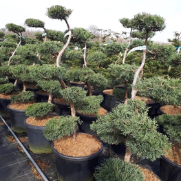 Можжевельник виргинский Грей Оул (Juniperus virginiana 'Grey Owl')