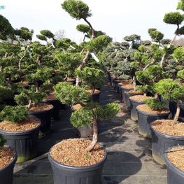 Можжевельник китайский Кайзука (Juniperus chinensis 'Kaizuka')