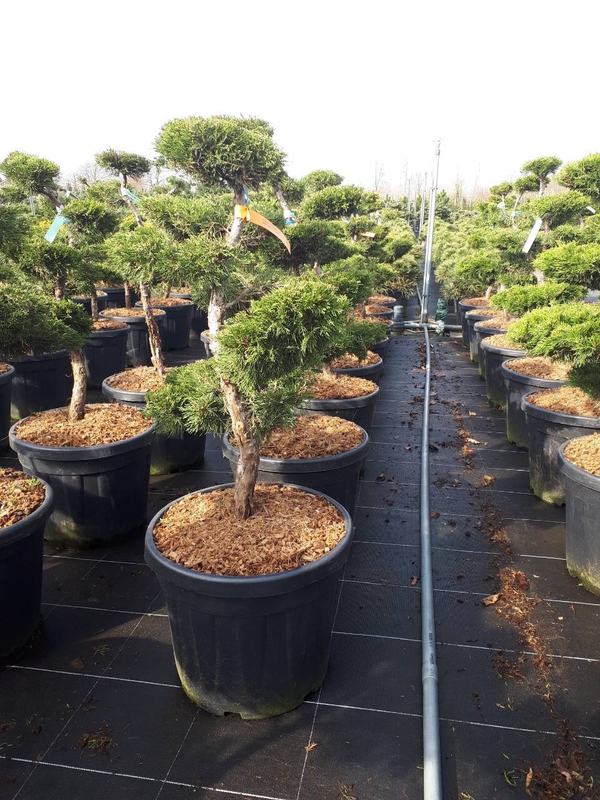 Можжевельник средний Олд Голд (Juniperus × pfitzeriana 'Old Gold')