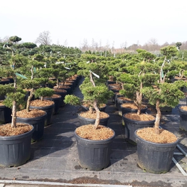 Можжевельник средний Олд Голд (Juniperus × pfitzeriana 'Old Gold')