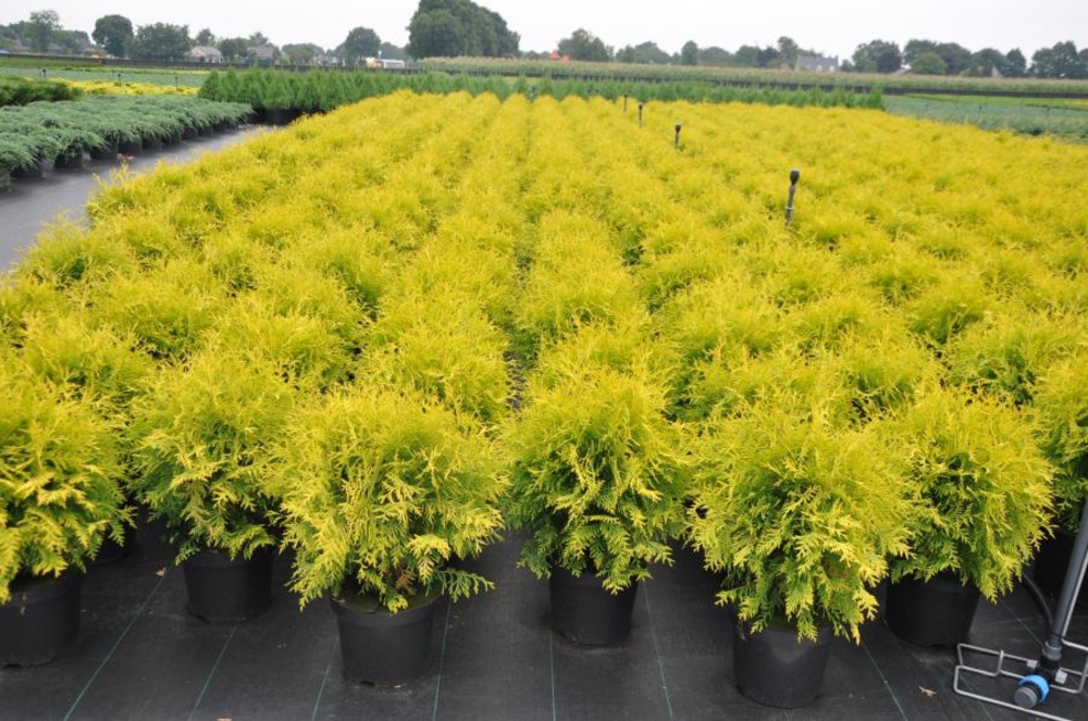 Туя западная Глобоза Ауреа (Thuja occidentalis 'Globosa Aurea')