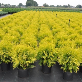 Туя западная Глобоза Ауреа (Thuja occidentalis 'Globosa Aurea')