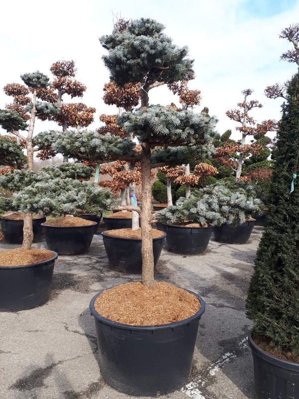 Ель колючая Хупси (Picea pungens 'Hoopsii')