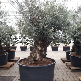 Олива европейская (Olea europaea)