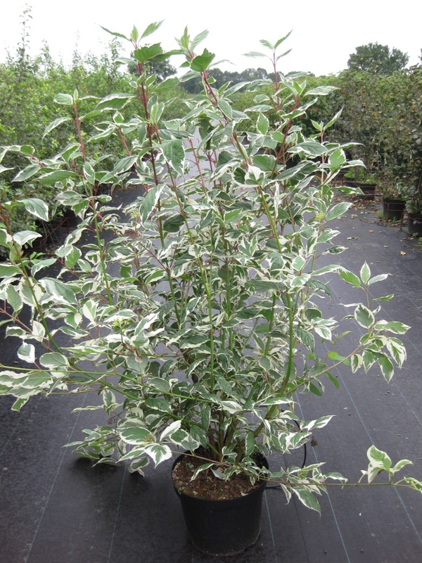 Дёрен белый Сибирика Вариегата (Cornus alba 'Sibirica Variegata')