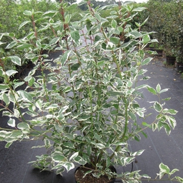 Дёрен белый Сибирика Вариегата (Cornus alba 'Sibirica Variegata')
