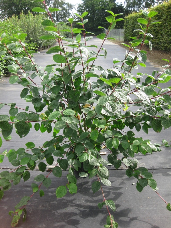 Дёрен белый Сибирика (Cornus alba 'Sibirica')