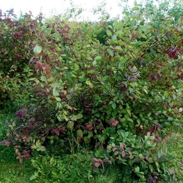 Дёрен белый Сибирика (Cornus alba 'Sibirica')