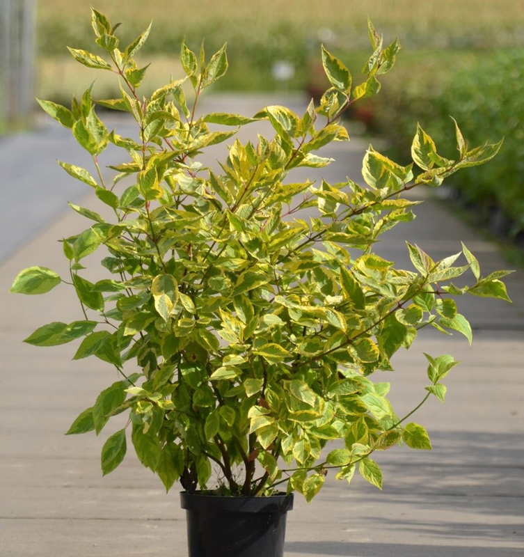 Дёрен белый Шпета (Cornus alba 'Spaethii')