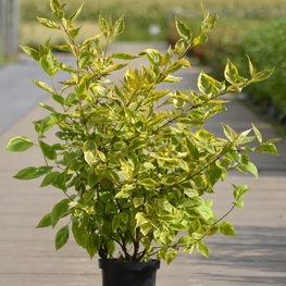 Дёрен белый Шпета (Cornus alba 'Spaethii')