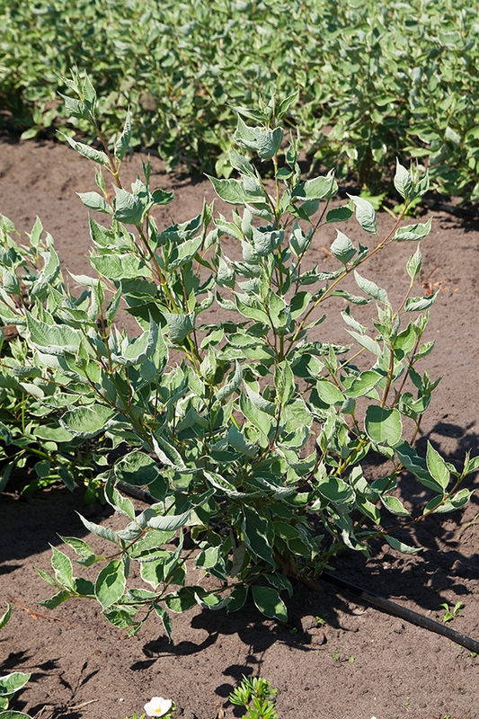Дёрен белый Аргентеомаргината (Cornus alba 'Argenteomarginata')