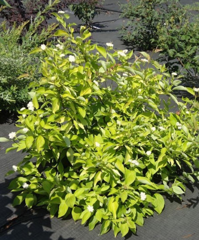 Дёрен белый Ауреа (Cornus alba 'Aurea')