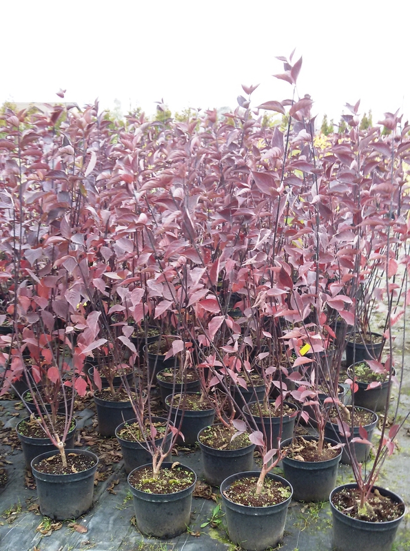 Дёрен белый Кессельринги (Cornus alba 'Kesselringii')