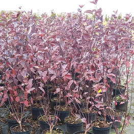 Дёрен белый Кессельринги (Cornus alba 'Kesselringii')