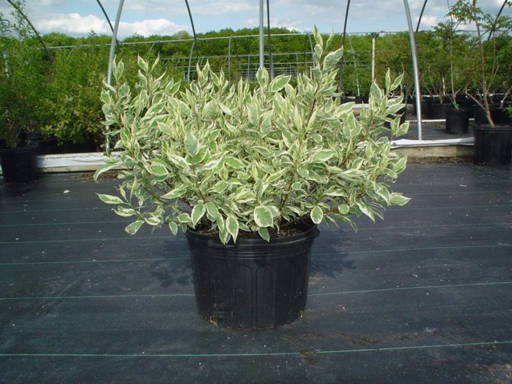 Дёрен белый Айвори Хало (Cornus alba 'Ivory Halo')