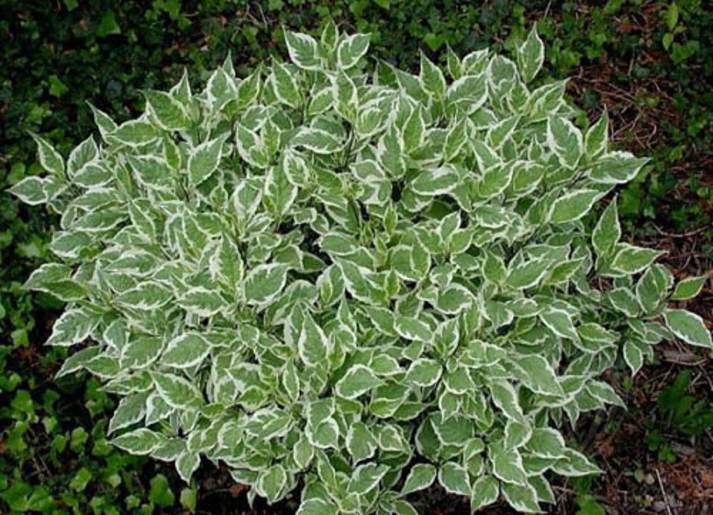 Дерен белый Вестонбирт (Cornus alba 'Westonbirt')