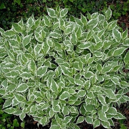 Дерен белый Вестонбирт (Cornus alba 'Westonbirt')