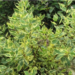 Дерен белый Крим Кракер (Cornus alba 'Cream Cracker')