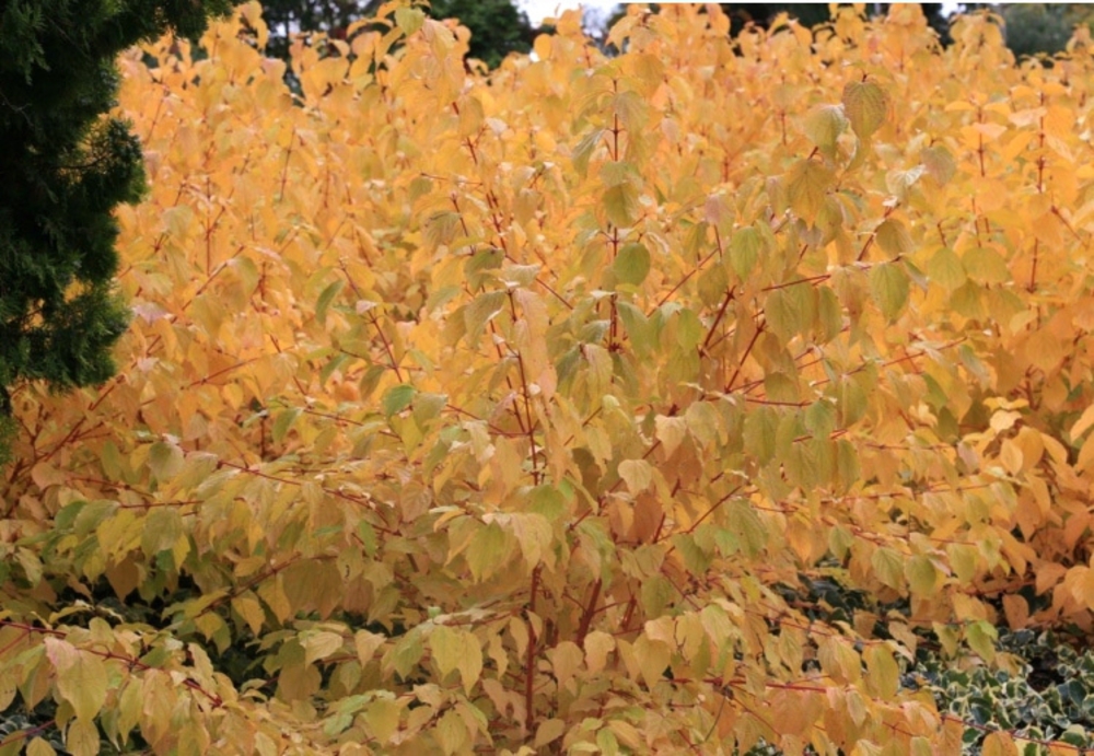 Дерен кроваво-красный Аннис Винтер Оранж (Cornus sanguinea 'Anny's Winter Orange')