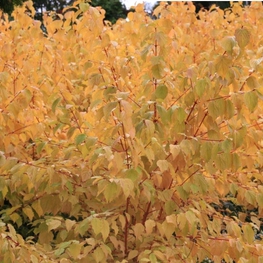 Дерен кроваво-красный Аннис Винтер Оранж (Cornus sanguinea 'Anny's Winter Orange')