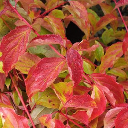 Дерен кроваво-красный Аннис Винтер Оранж (Cornus sanguinea 'Anny's Winter Orange')
