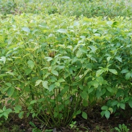 Дерен отпрысковый Флавирамеа (Cornus stolonifera 'Flaviramea')