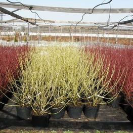 Дерен отпрысковый Флавирамеа (Cornus stolonifera 'Flaviramea')