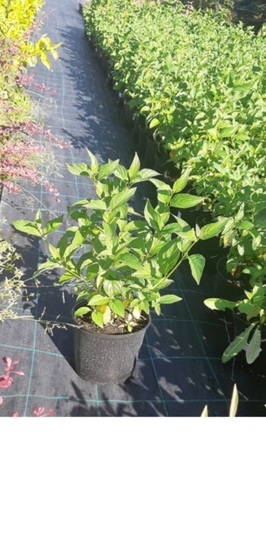 Дерен белый (Cornus alba)