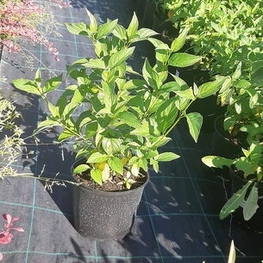 Дерен белый (Cornus alba)