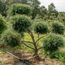 Кедровый стланик Глаука (Pinus pumila 'Glauca')