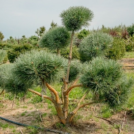 Сосна обыкновенная Ватерери (Pinus sylvestris 'Watereri')