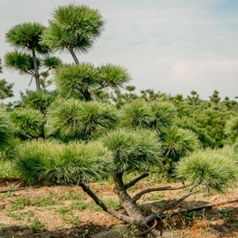 Сосна веймутова Радиата (Pinus strobus 'Radiata')