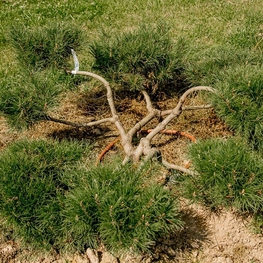 Сосна горная (Pinus mugo)