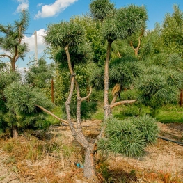 Сосна обыкновенная (Pinus sylvestris)