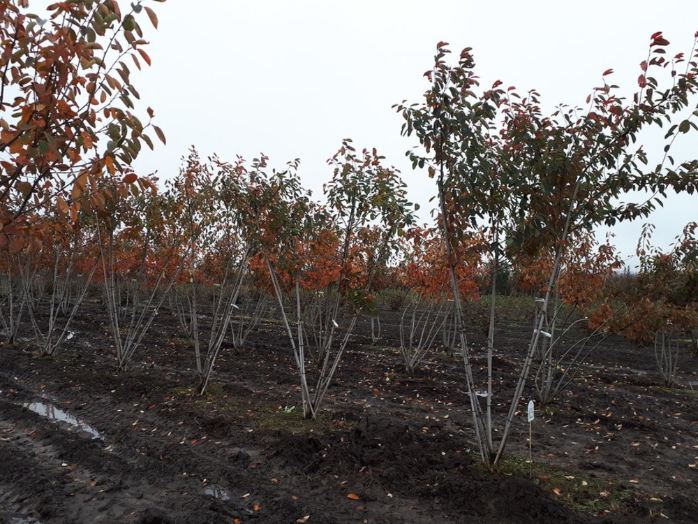 Ирга Ламарка (Amelanchier lamarckii)