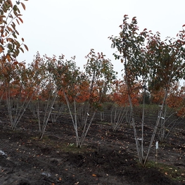 Ирга Ламарка (Amelanchier lamarckii)