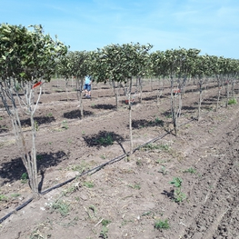 Боярышник мягковатый (Crataegus mollis)