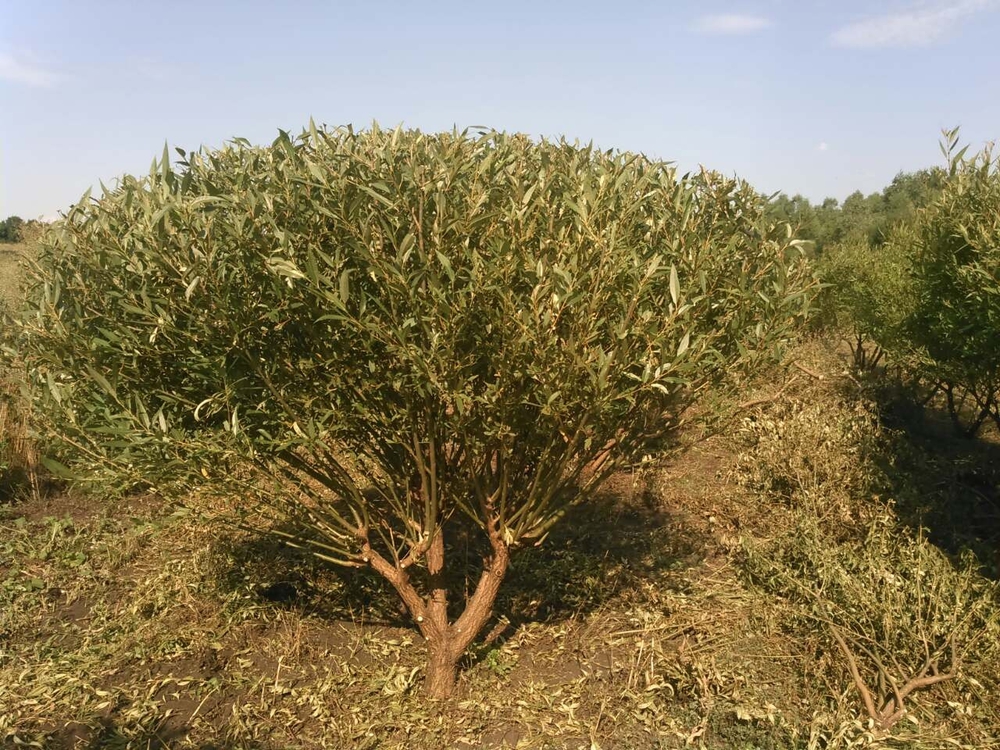 Ива Булата (Salix fragilis 'Bullata')